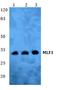 Myeloid Leukemia Factor 1 antibody, A06772-1, Boster Biological Technology, Western Blot image 
