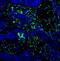 Bone Marrow Stromal Cell Antigen 2 antibody, NBP2-27154, Novus Biologicals, Immunohistochemistry frozen image 