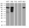 Mediator Complex Subunit 15 antibody, LS-C798457, Lifespan Biosciences, Western Blot image 