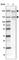 Zinc Finger Imprinted 2 antibody, HPA026070, Atlas Antibodies, Western Blot image 