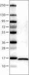 Fatty Acid Binding Protein 7 antibody, NBP2-52889, Novus Biologicals, Western Blot image 