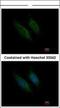 Coagulation Factor X antibody, NBP1-33320, Novus Biologicals, Immunocytochemistry image 