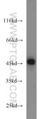 Cell Division Cycle 37 antibody, 10218-1-AP, Proteintech Group, Western Blot image 