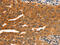 Serpin Family B Member 5 antibody, CSB-PA080360, Cusabio, Immunohistochemistry frozen image 