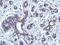 BRCA1 DNA Repair Associated antibody, GTX70113, GeneTex, Immunohistochemistry paraffin image 