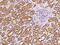 Glypican 4 antibody, 200289-T08, Sino Biological, Immunohistochemistry paraffin image 