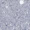 Src Kinase Associated Phosphoprotein 2 antibody, HPA024045, Atlas Antibodies, Immunohistochemistry frozen image 
