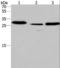 Interleukin-1 receptor-associated kinase 1-binding protein 1 antibody, LS-C400834, Lifespan Biosciences, Western Blot image 
