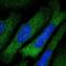 Threonyl-tRNA synthetase, cytoplasmic antibody, NBP1-89427, Novus Biologicals, Immunofluorescence image 