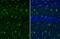 AIF1 antibody, GTX100042, GeneTex, Immunohistochemistry frozen image 
