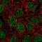Zinc Finger Protein 383 antibody, NBP2-38034, Novus Biologicals, Immunofluorescence image 