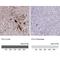 Coagulation Factor II, Thrombin antibody, NBP2-33617, Novus Biologicals, Immunohistochemistry paraffin image 