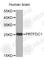 Phosphoribosyl Transferase Domain Containing 1 antibody, A4875, ABclonal Technology, Western Blot image 