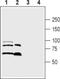 Semaphorin 3A antibody, PA5-77752, Invitrogen Antibodies, Western Blot image 
