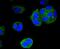 Keratin 4 antibody, NBP2-67727, Novus Biologicals, Immunofluorescence image 