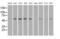 Transmembrane protein 100 antibody, MA5-24941, Invitrogen Antibodies, Western Blot image 