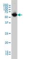 Asparaginyl-TRNA Synthetase antibody, H00004677-M01, Novus Biologicals, Western Blot image 