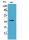 Actin Alpha Cardiac Muscle 1 antibody, STJ96486, St John