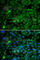 SET And MYND Domain Containing 4 antibody, A7310, ABclonal Technology, Immunofluorescence image 