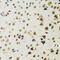 RuvB Like AAA ATPase 2 antibody, 14-511, ProSci, Immunohistochemistry frozen image 