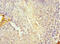 KH Domain Containing 4, Pre-MRNA Splicing Factor antibody, CSB-PA770364LA01HU, Cusabio, Immunohistochemistry frozen image 