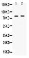 Transferrin antibody, PB9827, Boster Biological Technology, Western Blot image 