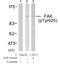 ATM Serine/Threonine Kinase antibody, orb4605, Biorbyt, Western Blot image 