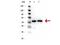 Tubulin Alpha 1b antibody, A08382, Boster Biological Technology, Western Blot image 