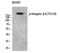 Integrin Subunit Beta 4 antibody, PA5-40263, Invitrogen Antibodies, Western Blot image 