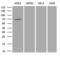 Protein Arginine Methyltransferase 5 antibody, LS-C794081, Lifespan Biosciences, Western Blot image 