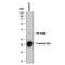 West Nile Virus NS3 Protease antibody, MAB2907, R&D Systems, Western Blot image 