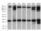 RAB23, Member RAS Oncogene Family antibody, LS-C794886, Lifespan Biosciences, Western Blot image 