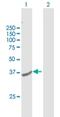 Transmembrane Protein 120A antibody, H00083862-B01P, Novus Biologicals, Western Blot image 