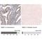 RNA Binding Motif Protein 7 antibody, NBP1-86080, Novus Biologicals, Immunohistochemistry paraffin image 