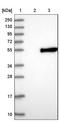 Zinc Finger CCHC-Type Containing 12 antibody, NBP1-83675, Novus Biologicals, Western Blot image 