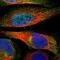 Zinc Finger HIT-Type Containing 6 antibody, NBP1-88683, Novus Biologicals, Immunofluorescence image 