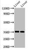 Arginase 1 antibody, abx318764, Abbexa, Western Blot image 