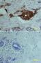Fms Related Tyrosine Kinase 1 antibody, BAF321, R&D Systems, Immunohistochemistry frozen image 