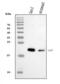 GT antibody, A03612-2, Boster Biological Technology, Western Blot image 