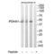 Pyruvate Dehydrogenase E1 Alpha 1 Subunit antibody, A01906, Boster Biological Technology, Western Blot image 