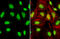 TAR DNA Binding Protein antibody, GTX114210, GeneTex, Immunocytochemistry image 
