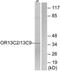 Olfactory Receptor Family 13 Subfamily C Member 2 antibody, TA316450, Origene, Western Blot image 