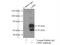 Lipase H antibody, 16602-1-AP, Proteintech Group, Immunoprecipitation image 