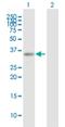 Rho Guanine Nucleotide Exchange Factor 3 antibody, H00050650-B01P, Novus Biologicals, Western Blot image 