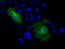 CD36 Molecule antibody, M01189-1, Boster Biological Technology, Immunofluorescence image 