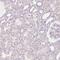 Inhibin Subunit Beta E antibody, HPA016843, Atlas Antibodies, Immunohistochemistry frozen image 