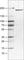 MRC1 antibody, AMAb90746, Atlas Antibodies, Western Blot image 