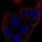 Protein MEMO1 antibody, NBP2-58236, Novus Biologicals, Immunofluorescence image 
