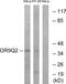 Olfactory Receptor Family 9 Subfamily Q Member 2 antibody, GTX87438, GeneTex, Western Blot image 