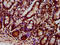 Glutamic--Pyruvic Transaminase 2 antibody, CSB-PA823460LA01HU, Cusabio, Immunohistochemistry frozen image 